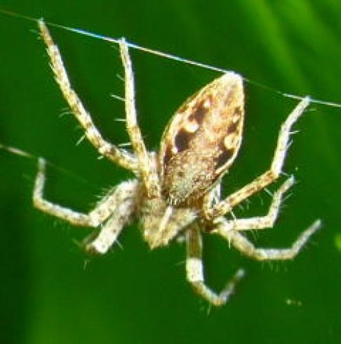 Pisaura mirabilis