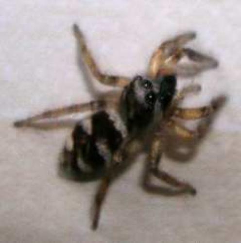 Salticus scenicus