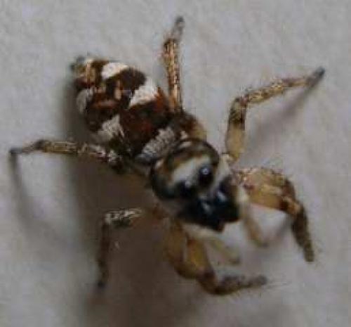 Salticus scenicus