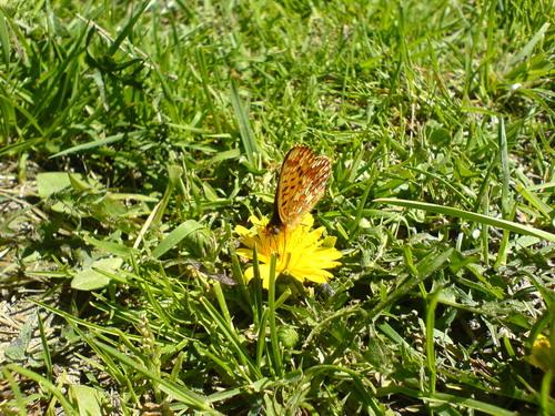 Réf. 10 849 : Boloria euphrosyne