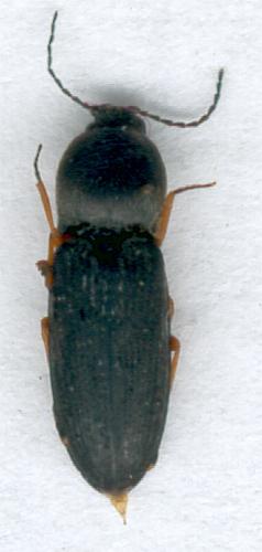 Cardiophorus rufipes