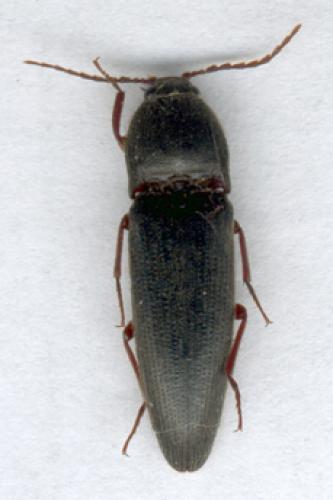 Melanotus punctolineatus