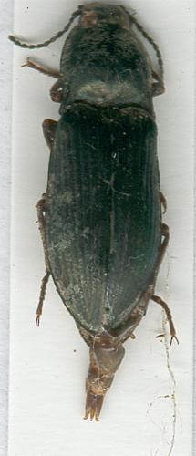 Selatosomus latus