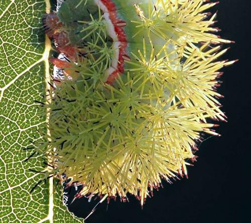Automeris io