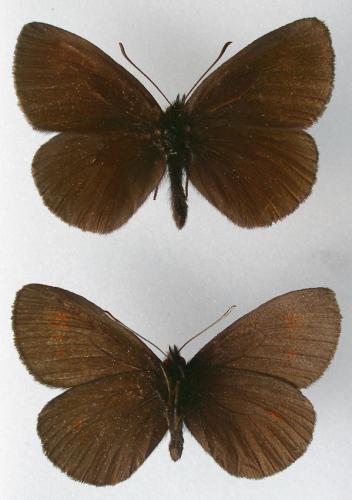 Erebia manto