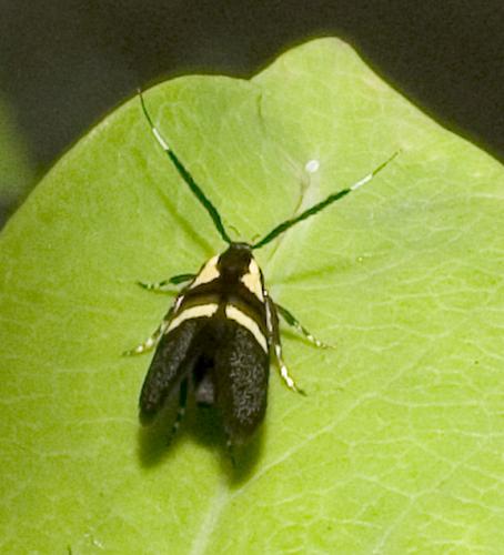 Dasycera oliviella