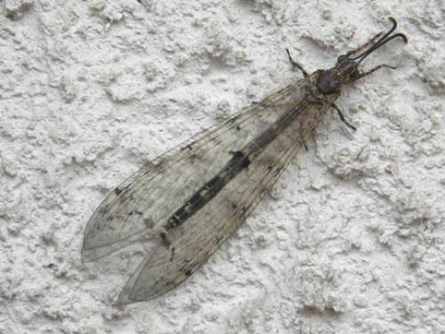 Réf. 10 483 : Distoleon tetragrammicus