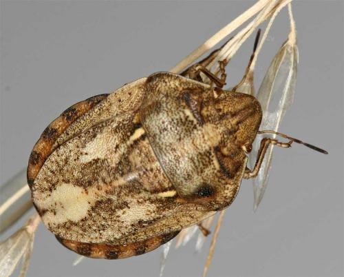 Réf. 10 242 : Eurygaster maura