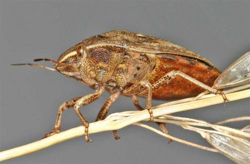 Réf. 10 243 : Eurygaster maura