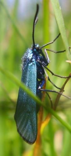 Adscita sp.