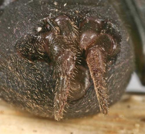 Atypus piceus