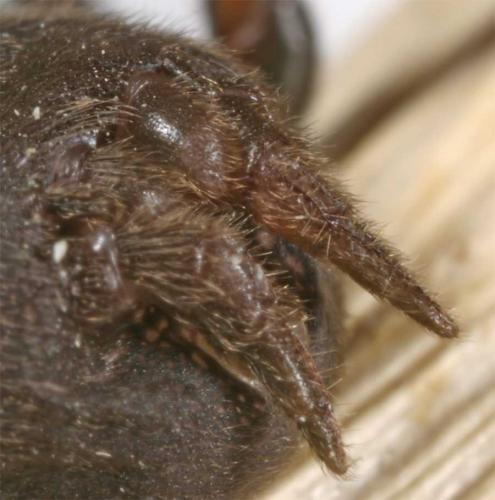 Atypus piceus