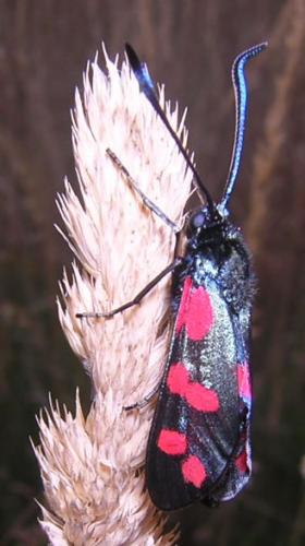 Zygaena filipendulae