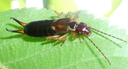 Forficula auricularia