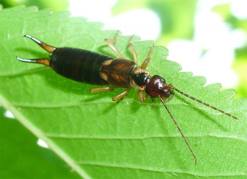 Forficula auricularia