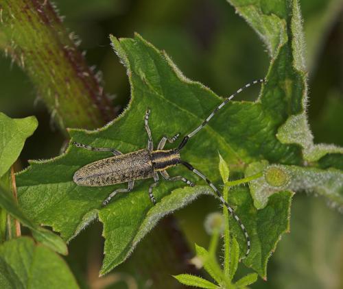 Réf. 10 952 : Agapanthia villosoviridescens
