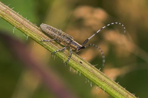 Réf. 10 953 : Agapanthia villosoviridescens