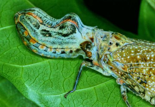 Fulgora laternaria