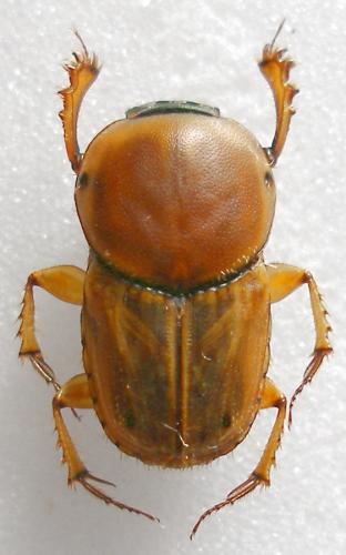 Réf. 10 864 : Euoniticellus fulvus