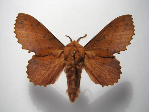 Réf. 10 269 : Gastropacha quercifolia