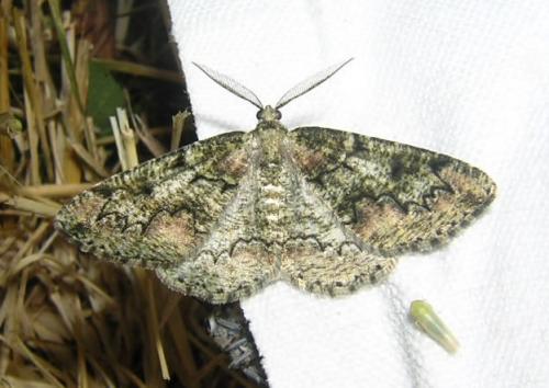Cleorodes lichenaria