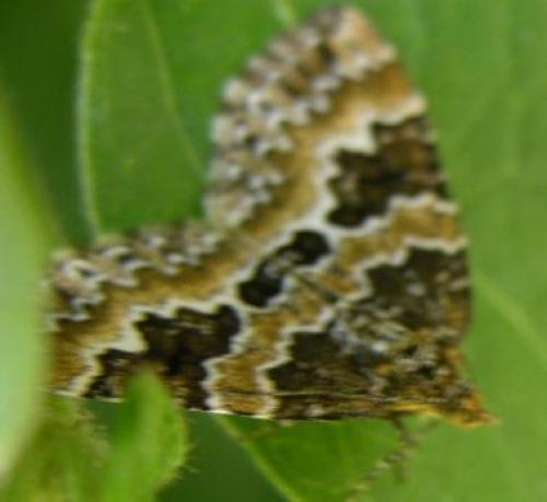 Réf. 10 443 : Electrophaes corylata