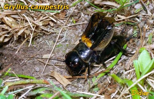Réf. 10 169 : Gryllus campestris