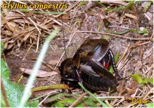 Réf. 10 359 : Gryllus campestris