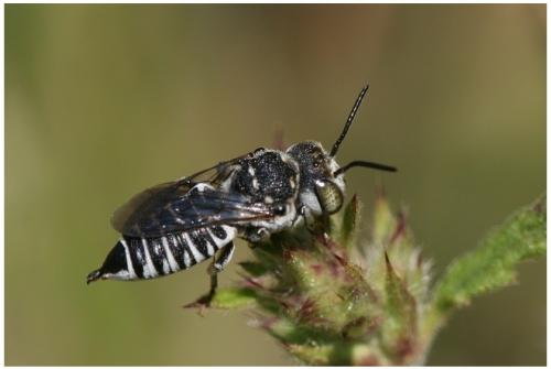 Réf. 10 144 : Coelioxys sp.
