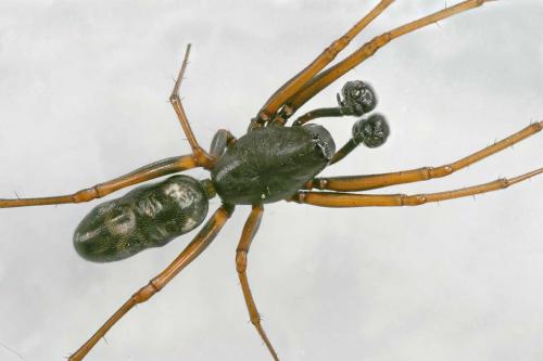 Neriene clathrata