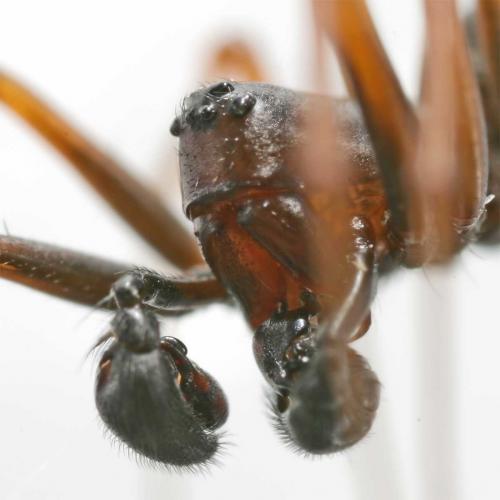 Neriene clathrata