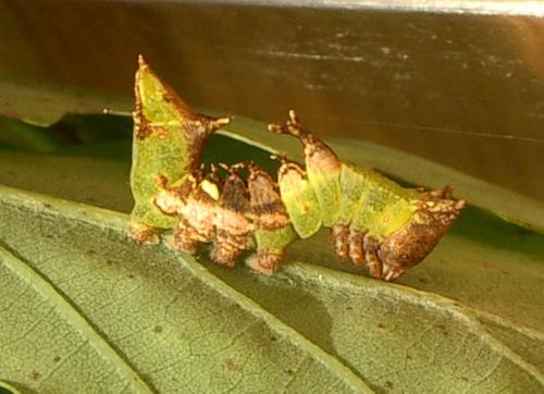 Harpyia milhauseri