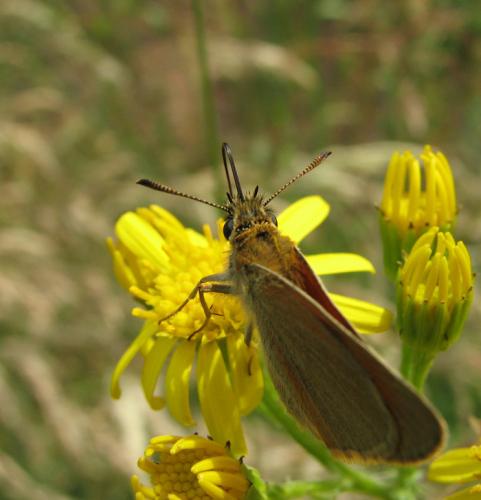 Réf. 10 614 : Thymelicus sp.