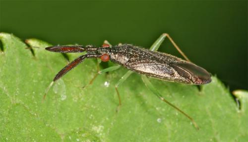 Réf. 10 218 : Heterotoma planicornis