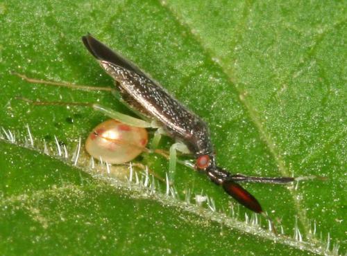 Réf. 10 219 : Heterotoma planicornis