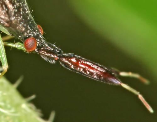 Heterotoma planicornis