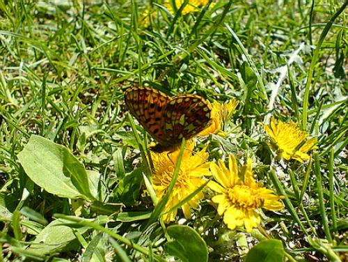 Réf. 10 850 : Boloria euphrosyne