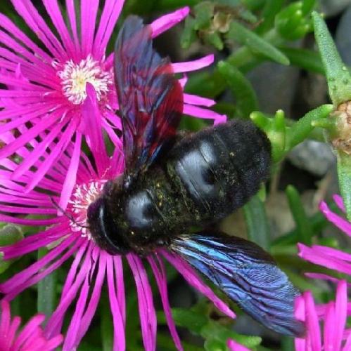 Xylocopa sp.
