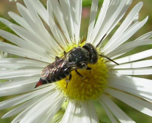 Réf. 10 132 : Coelioxys (brevis-echinata)