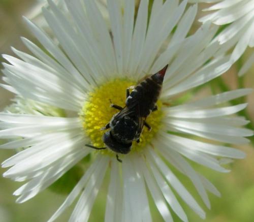 Réf. 10 133 : Coelioxys (brevis-echinata)