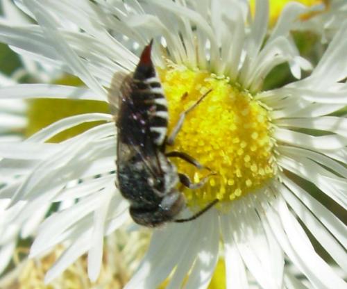 Réf. 10 134 : Coelioxys (brevis-echinata)