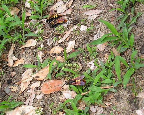 Megascolia maculata maculata