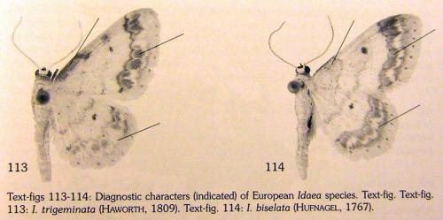Idaea divers