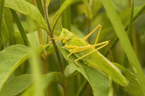 Tettigonia viridissima