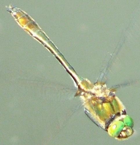 Cordulia aenea