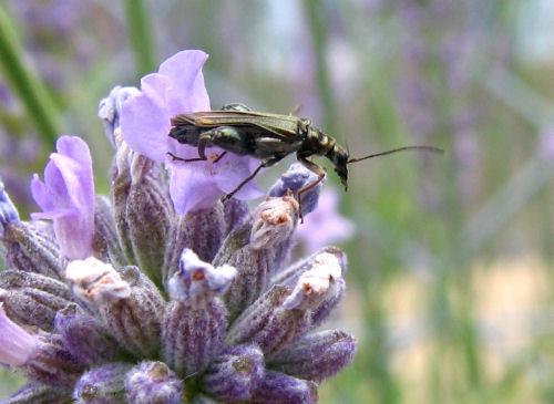 Oedemera flavipes