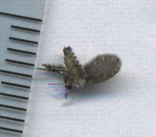 Clogmia albipunctata
