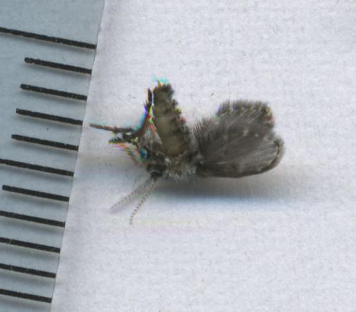 Clogmia albipunctata