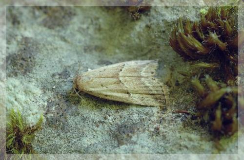 Réf. 10 237 : Hypenodes humidalis