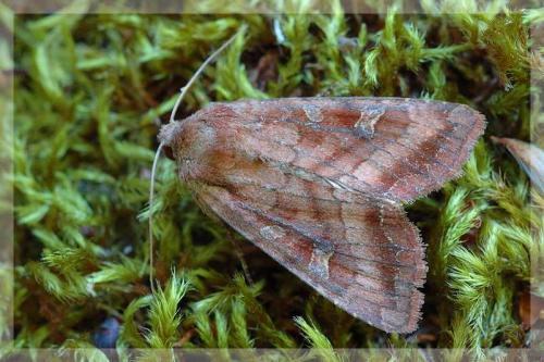 Réf. 10 235 : Lacanobia splendens